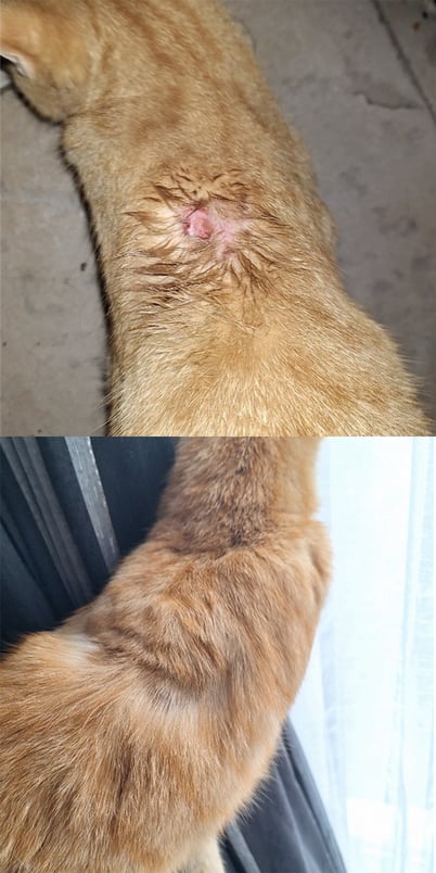 Nugget-before-after