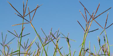 Bermudagrass_1077474110-blog