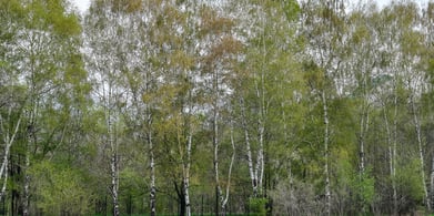 Birch_1075643561-blog