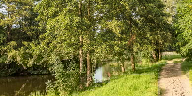 Black alder_697899982-blog