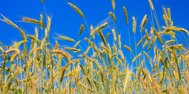 Cultivated rye_62420029-blog