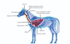 Equine Recurrent Airway Obstruction (RAO)