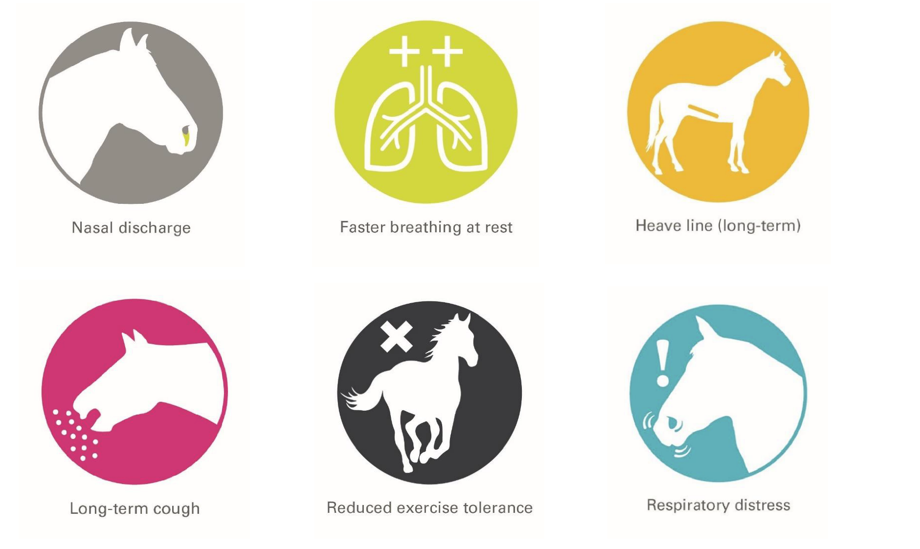 How to recognise equine summer allergies