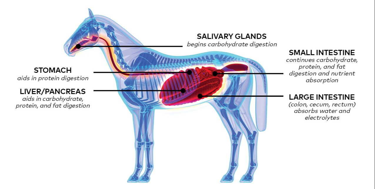 Equine Sample Results Booklet 2020-2021 (NEXTMUNE)