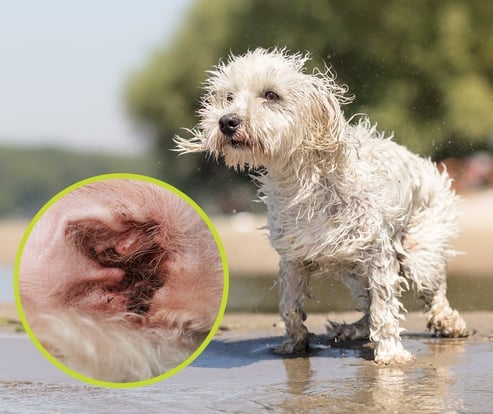 Water in a dog's fashion ear