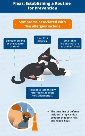 Feline food allergy symptoms hotsell