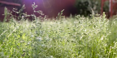 Kentucky bluegrass_782930692-blog