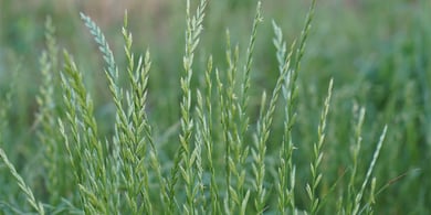 Perennial ryegrass_1126186088-blog
