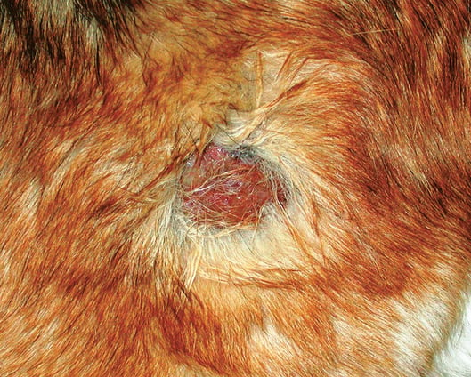 Pyoderma in Dogs  