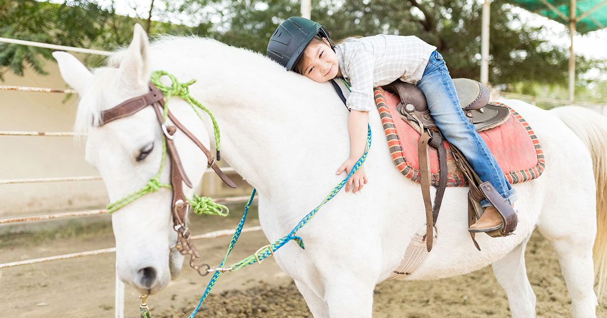Equine Insect Bite Hypersensitivity (IBH)