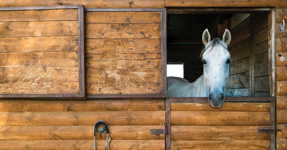 How to deal with horse allergies in the summer