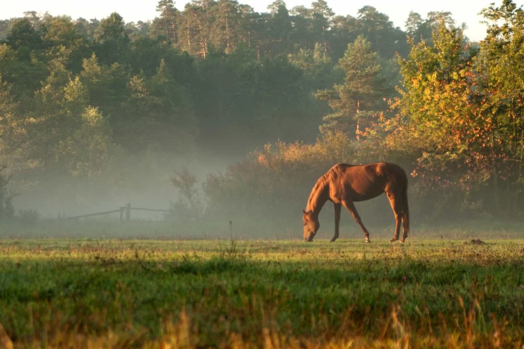 horse-meadow-fog