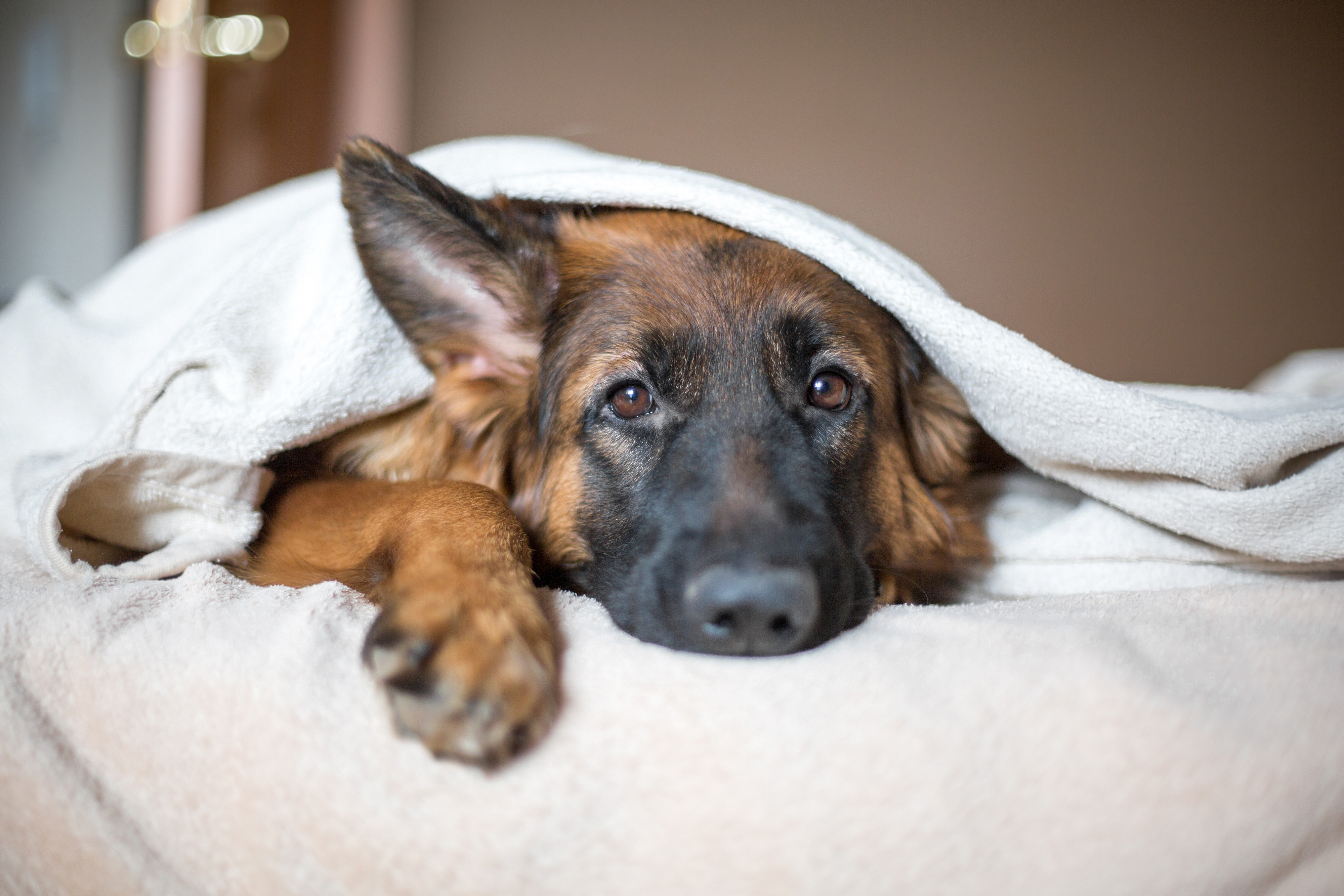 Superficial Pyoderma in Dogs: Etiology & Pathogenesis of the Infection Superficial Pyoderma in Dogs: Etiology & Pathogenesis of the Infection
